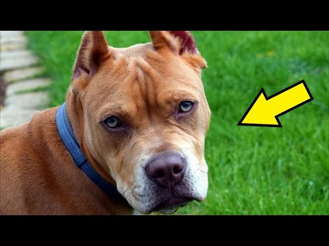 Video: Ali so nekastrirani psi agresivni?