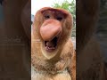 Macacos nariz 👃 de pastel @SETIndia  #india