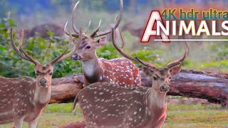 4k  jungle safaris | animal cams  | live animal video relaxing birds sound | wild animal