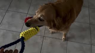 Millie golden retriever evening exercise at win win pets sisters 408-648-5300