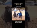 Весёлые моменты с детьми и животными 🐑 — Лучшие приколы и улыбки