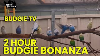 Budgie TV - Happy, Active, Playful Budgie Sounds, Help your bird sing by Pet TV Australia 15,154 views 3 months ago 2 hours, 11 minutes