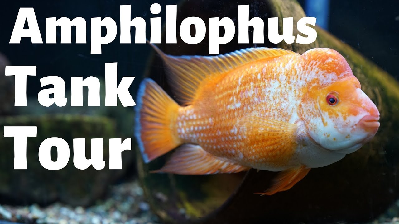 Random Fishroom Tour - Amphilophus Aquariums - YouTube