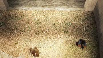 Dingo in CSS New Frag Movie