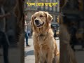 🐒😂 Funny বানর ও কুকুরের কাণ্ড!দেশ বেচে যামুগা | Monkey & Dog Funny Short Video | Viral Comedy Shorts
