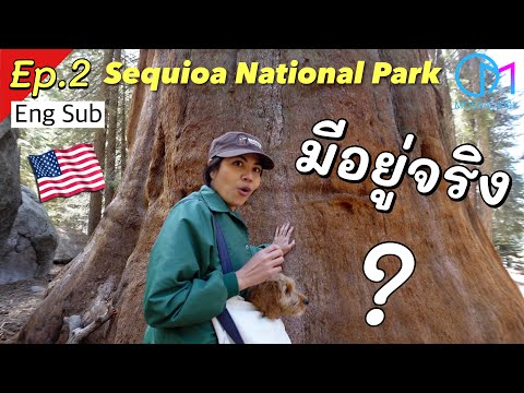วีดีโอ: เซควาญา ต้นไม้ที่สูงที่สุดในโลก