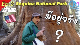 พาดูต้นไม้ยักษ์อเมริกา ใหญ่ที่สุดในโลก อายุ 3,200 ปี  มอสลา | EP.2 Sequioa National Park