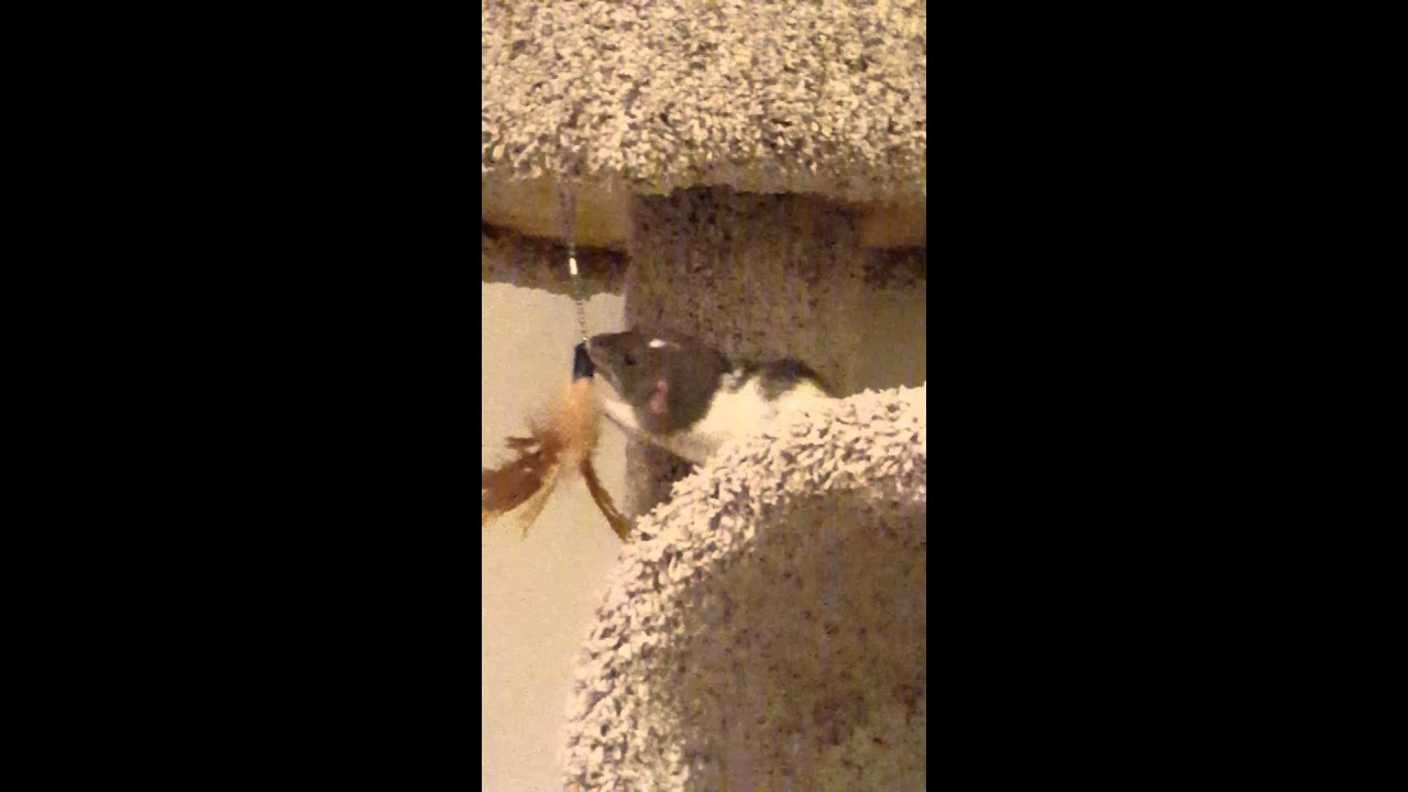 Happy Rats on a cat tree