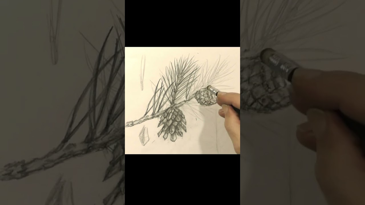 Drawing a pine cone with a pencil, a cone on a tree branch, shorts