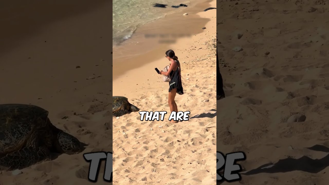 Hawaii Doesn T Mess Around Shorts