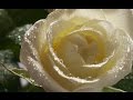 Плачьте белые розы Arkadias