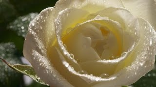 Плачьте белые розы Arkadias