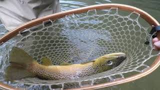 22 inch brown trout