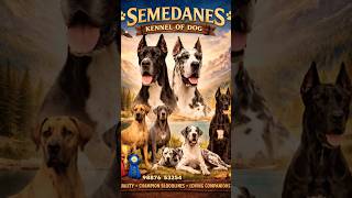 cane corso #trending #viral #shorts #viralshort #subscribe #youtubeshorts #youtube #puppy #support