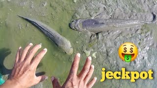 AMAZING tak disangka banyak ikan gabus monster disini | cari ikan di bekas tambak yang di panen