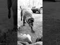 Oden Koda Duel For Affections Off GRIDD 💗 #dog #aussie #mastiff #get #together