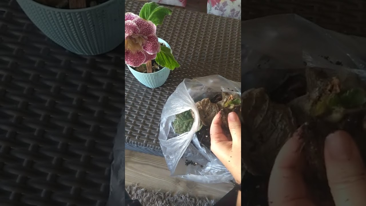 gloksinya yumrusunu kışa hazırlama