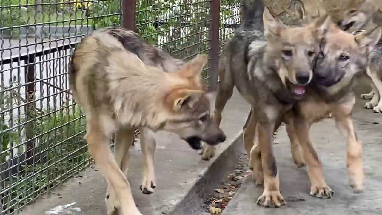 В гостях у спасенных волчат ! - YouTube