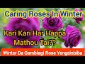Winterda Gamblagi Rose Yengsinbiba Home Gardening Manipuri