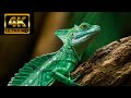 4K VIDEOS | Around the World 4K Videos HDR UltraHD (120 FPS)