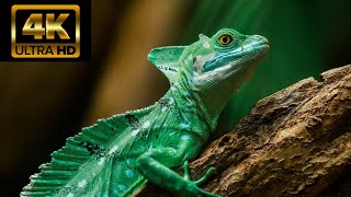 4K Videos | Around The World 4K Videos Hdr Ultrahd (120 Fps)