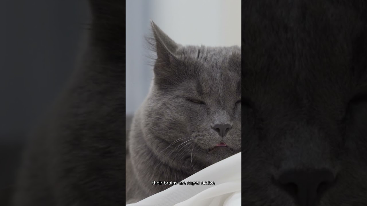 Why Do Cats Twitch in Their Sleep? 😴🐱 