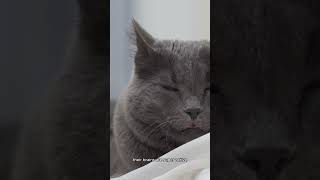 Why Do Cats Twitch in Their Sleep? 😴🐱 #shorts Information
