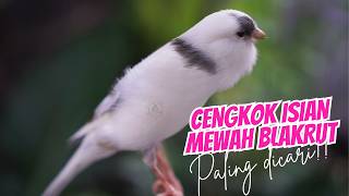 SUARA KENARI GACOR ISIAN MEWAH - MASTERAN KENARI ISIAN BLACKTHROAT GACOR BOCOR MUDAH DITIRU