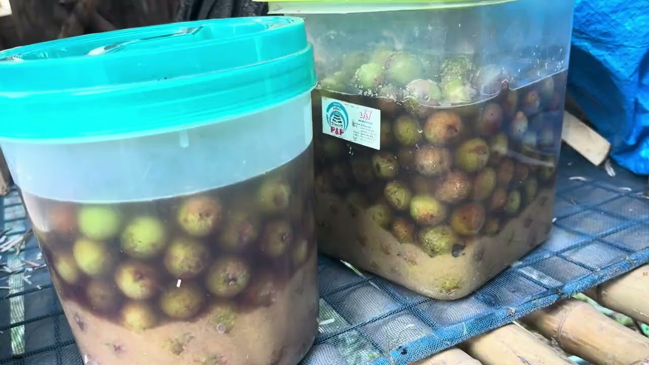 หาผลไม้ป่ามาดอง เก็บผักตามทุ่งนามาแกงปลา กุ้ง  กินนอนในป่าคนเดียว กินข้าวป่า  (คลิปเต้ม)