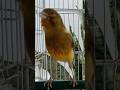 Chant singing canaries  