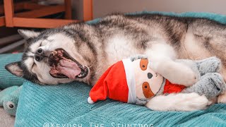 Caught My Husky Cuddling His Teddy To Fall Asleep!