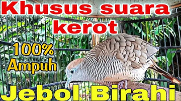 khusus suara kerot pancingan perkutut lokal gacor