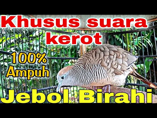 khusus suara kerot pancingan perkutut lokal gacor class=