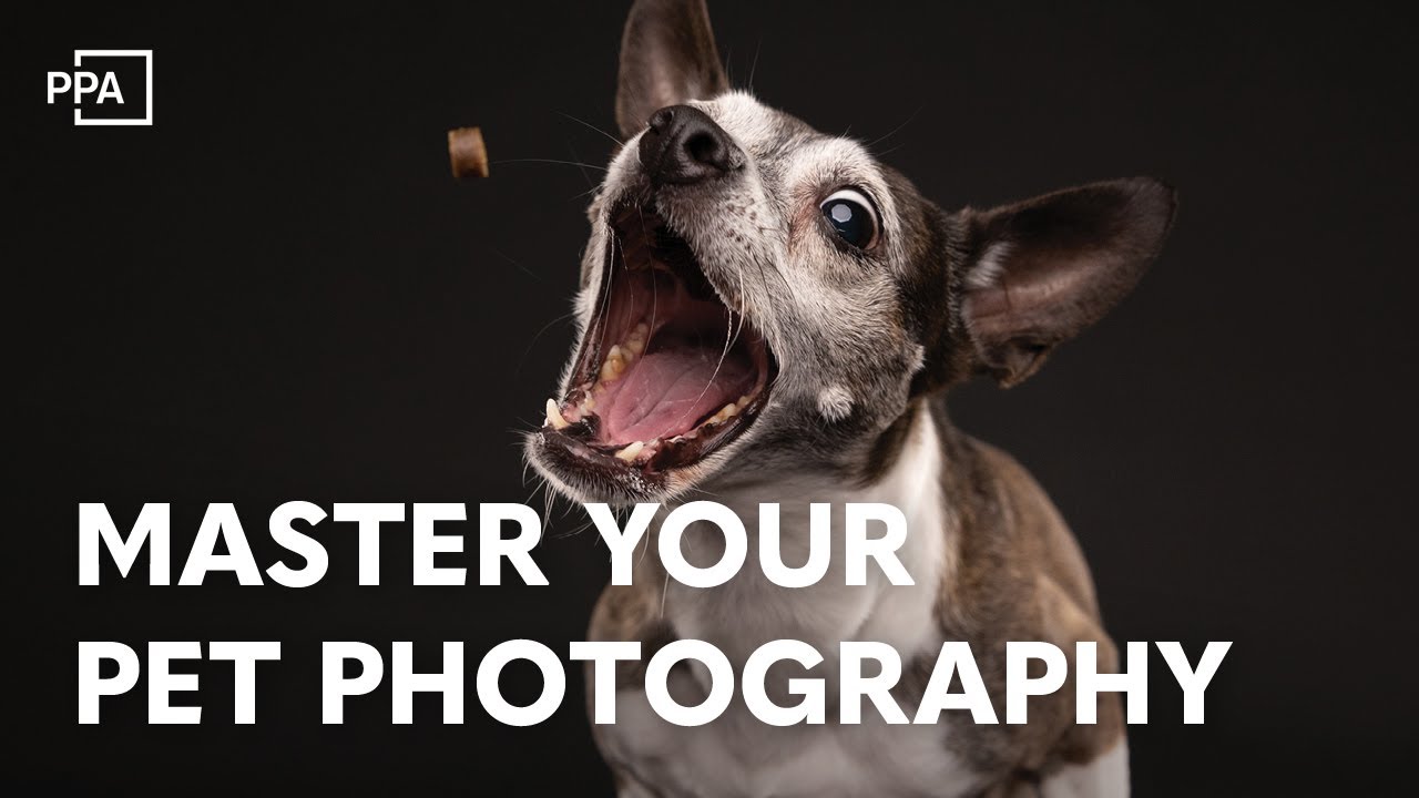 Expert Tips on Posing and Lighting for Stunning Pet Photography