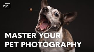 Expert Tips on Posing and Lighting for Stunning Pet Photography Profile