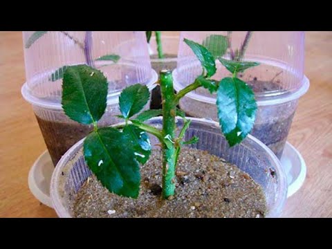 По каким признакам определить  идёт ли процесс укоренение черенка розы .