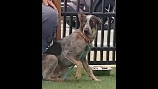 Canine Body Language- Shy dog by Canis Amator 281 views 1 year ago 25 seconds