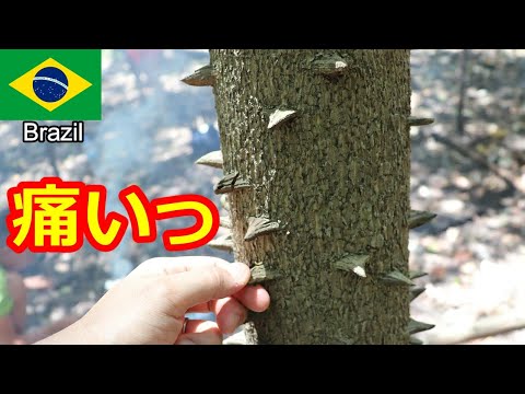 貴重【現地調達版】ブラジルフルーツの本「Frutas Brasileiras」 hqdefault.jpg