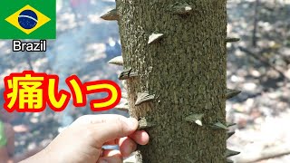 貴重【現地調達版】ブラジルフルーツの本「Frutas Brasileiras」 アマゾンフルーツって何？ - アサイーのフルッタフルッタ