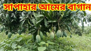সাপাহার আম বাগান