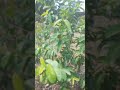 pessoal como meu pé de goiaba tá lindo logo logo bota frutas ❤️🙏🌱🌱