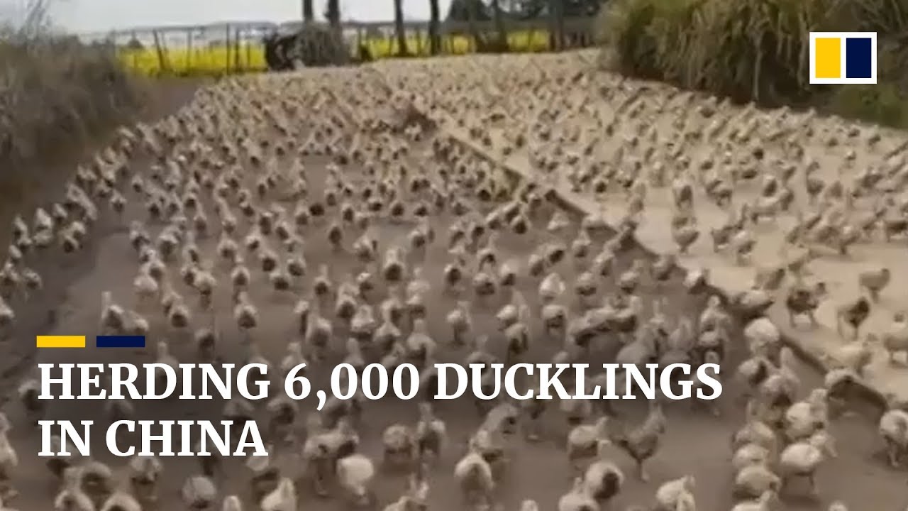 Chinese woman plays “mummy duck” to lead 6,000 ducklings on daily walks ...