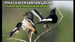 SUARA PIKAT KACER JANTAN GACORRRR////COCOK BUAT MASTERAN BURUNG KACER JANTAN #suarapikatampuh