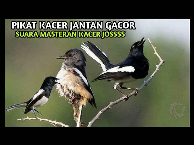 SUARA PIKAT KACER JANTAN GACORRRR////COCOK BUAT MASTERAN BURUNG KACER JANTAN #suarapikatampuh class=