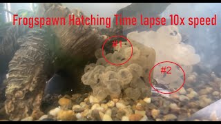 frogspawn hatching 10x time-lapse