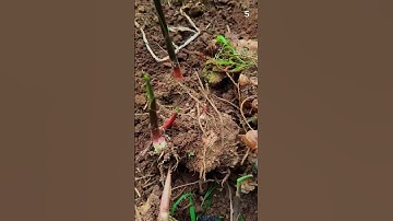 Sangat memuaskan panen jahe di ladang dengan hasil yang sangat melimpah #shorts