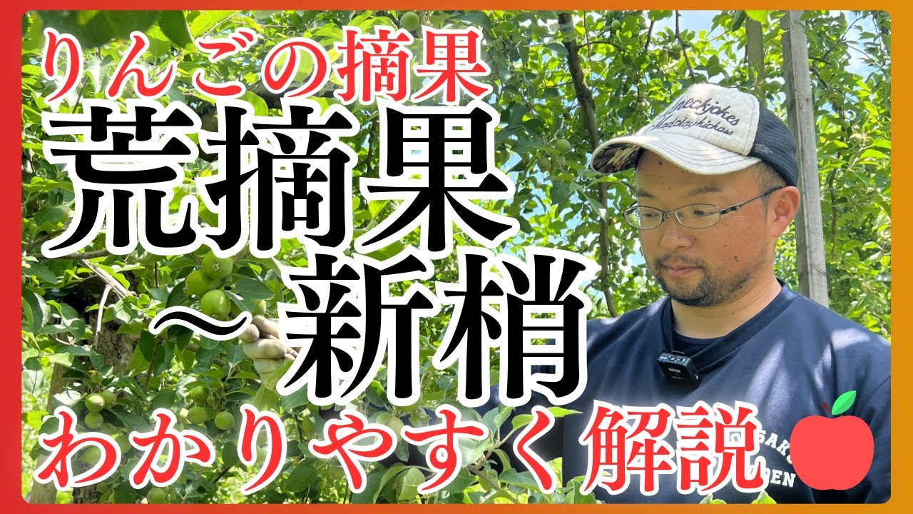 ふじの荒摘果、新梢(しんしょう)、仕上げ摘果のヒントをわかりやすく解説🍎