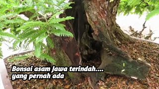 7 Bonsai asam Jawa inspiratif