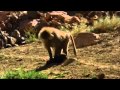 Baboons kidnap and raise feral dogs as pets