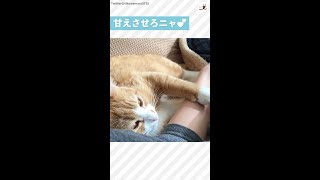 大好きな人の腕に、意地でも絡みついてくるニャンコ…(*´ｪ`)♡